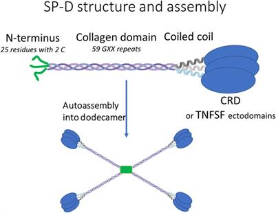 Design and selection of anti-PD-L1 single-domain antibody and tumor necrosis factor superfamily ligands for an optimal vectorization in an oncolytic virus